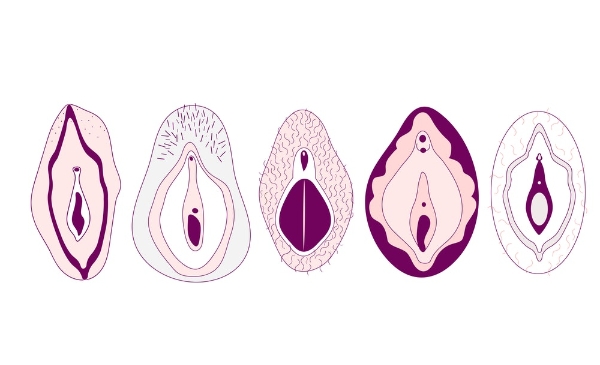 Different shapes of a vulva