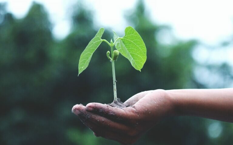 mano sosteniendo una planta