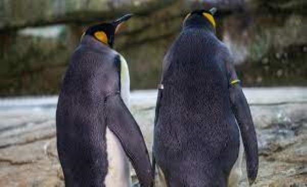 Pinguinos que demuestran que la homosexualidad en animales sí existe
